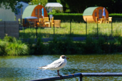 Camping près de Ploërmel